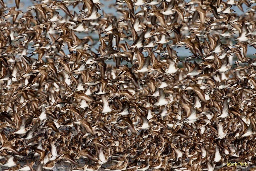 Semipalmated Sandpiper - Calidris pusilla by Mark Peck Bird Photography is licensed under CC BY-NC-SA 2.0.
